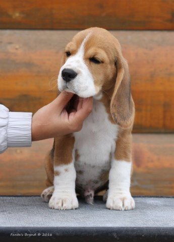 beagle - tango 2